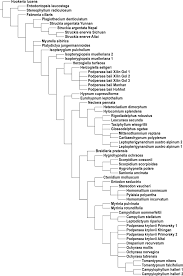 Attēlu rezultāti vaicājumam “Campylophyllum sommerfeltii”