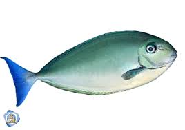 Image result for Naso hexacanthus