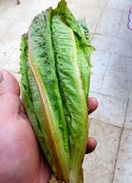 Image result for Römischer Salat