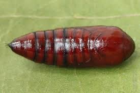 Attēlu rezultāti vaicājumam “Noctua fimbriata imago”