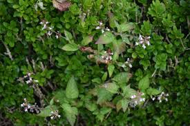 Attēlu rezultāti vaicājumam “Circaea lutetiana bud”