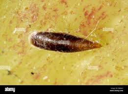 Attēlu rezultāti vaicājumam “Lepidosaphes ulmi”