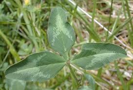 Attēlu rezultāti vaicājumam “Trifolium spadiceum leaf”