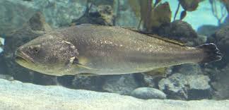 Image result for Argyrosomus regius