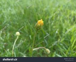 Attēlu rezultāti vaicājumam “Hieracium laevigatum”