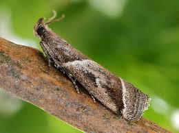 Attēlu rezultāti vaicājumam “Nyctegretis lineana”