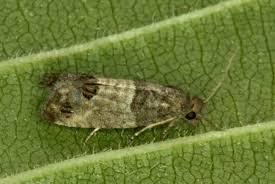 Attēlu rezultāti vaicājumam “Spilonota ocellana”