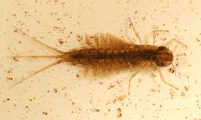 Attēlu rezultāti vaicājumam “Siphlonurus”