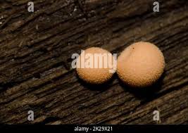 Attēlu rezultāti vaicājumam “Lycogala roseosporum spores”