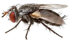 Attēlu rezultāti vaicājumam “Tachinidae”