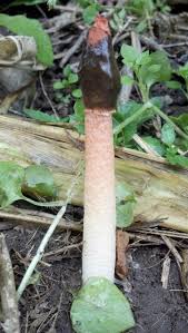 Attēlu rezultāti vaicājumam “Mutinus caninus”