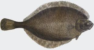 Image result for Platichthys flesus