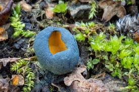 Attēlu rezultāti vaicājumam “Caloscypha fulgens”