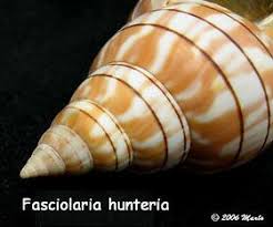 Image result for Cinctura hunteria