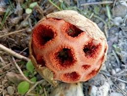 Attēlu rezultāti vaicājumam “Clathrus ruber”