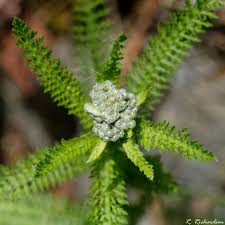 Attēlu rezultāti vaicājumam “Achillea millefolium bud”