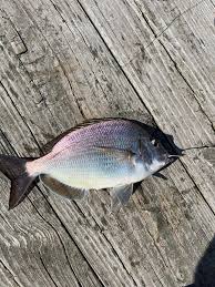 Image result for Stenotomus chrysops