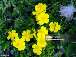 Attēlu rezultāti vaicājumam “Helianthemum nummularium leaf”