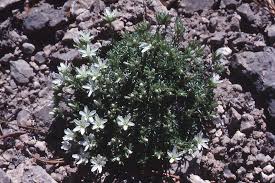 Attēlu rezultāti vaicājumam “Moehringia lateriflora leaf”