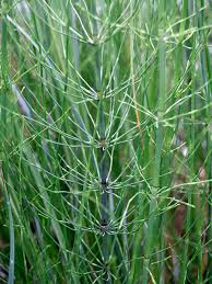 Attēlu rezultāti vaicājumam “Equisetum fluviatile”