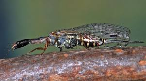 Attēlu rezultāti vaicājumam “Raphidioptera imago”