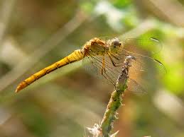 Attēlu rezultāti vaicājumam “Sympetrum vulgatum female”
