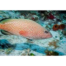 Image result for Epinephelus adscensionis