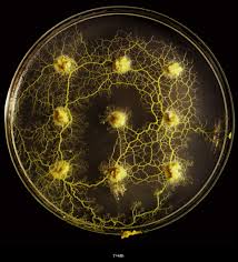 Attēlu rezultāti vaicājumam “Physarum orbis”