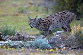 Image result for Lancashire Lynx
