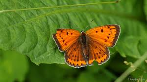 Attēlu rezultāti vaicājumam “Lycaena dispar”