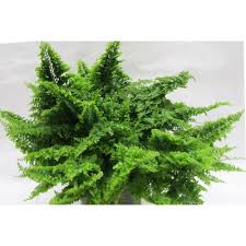 Image result for НЕФРОЛЕПИС (Nephrolepis