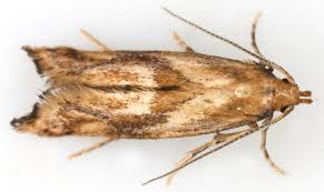 Attēlu rezultāti vaicājumam “Epermenia falciformis”