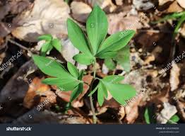 Attēlu rezultāti vaicājumam “Corydalis cava leaf”