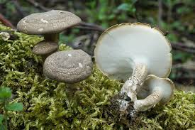 Attēlu rezultāti vaicājumam “Polyporus ciliatus”
