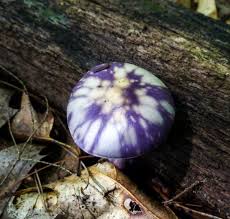 Attēlu rezultāti vaicājumam “Ceratiomyxa fruticulosa young”