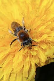 Attēlu rezultāti vaicājumam “Andrena haemorrhoa female”