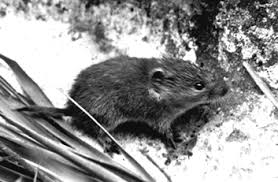 Attēlu rezultāti vaicājumam “Microtus agrestis”