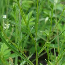 Attēlu rezultāti vaicājumam “Symphyotrichum x salignum leaf”