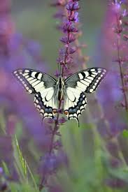 Attēlu rezultāti vaicājumam “Papilio machaon”