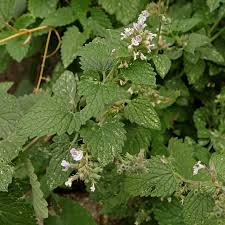 Image result for Nepeta cataria