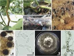 Attēlu rezultāti vaicājumam “Stemonaria irregularis spores”