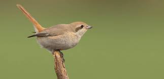 Image result for Lanius isabellinus