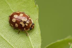 Attēlu rezultāti vaicājumam “Myrrha octodecimguttata”