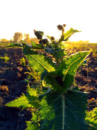 Attēlu rezultāti vaicājumam “Sonchus oleraceus leaf”