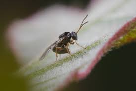 Attēlu rezultāti vaicājumam “Cynipidae”