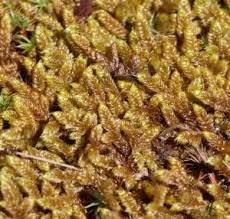 Attēlu rezultāti vaicājumam “Hypnum cupressiforme var. lacunosum sporophyte”