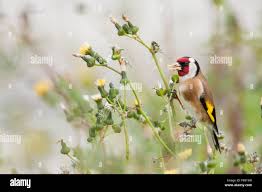 Attēlu rezultāti vaicājumam “Carduelis carduelis adult”