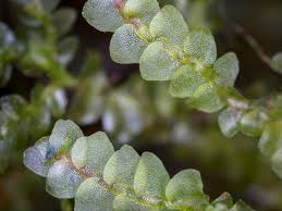 Attēlu rezultāti vaicājumam “Calypogeia”