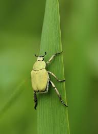 Attēlu rezultāti vaicājumam “Hoplia parvula”