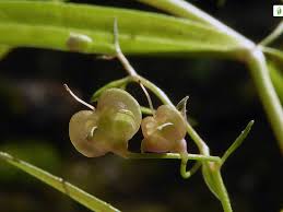 Attēlu rezultāti vaicājumam “Veronica scutellata fruit”